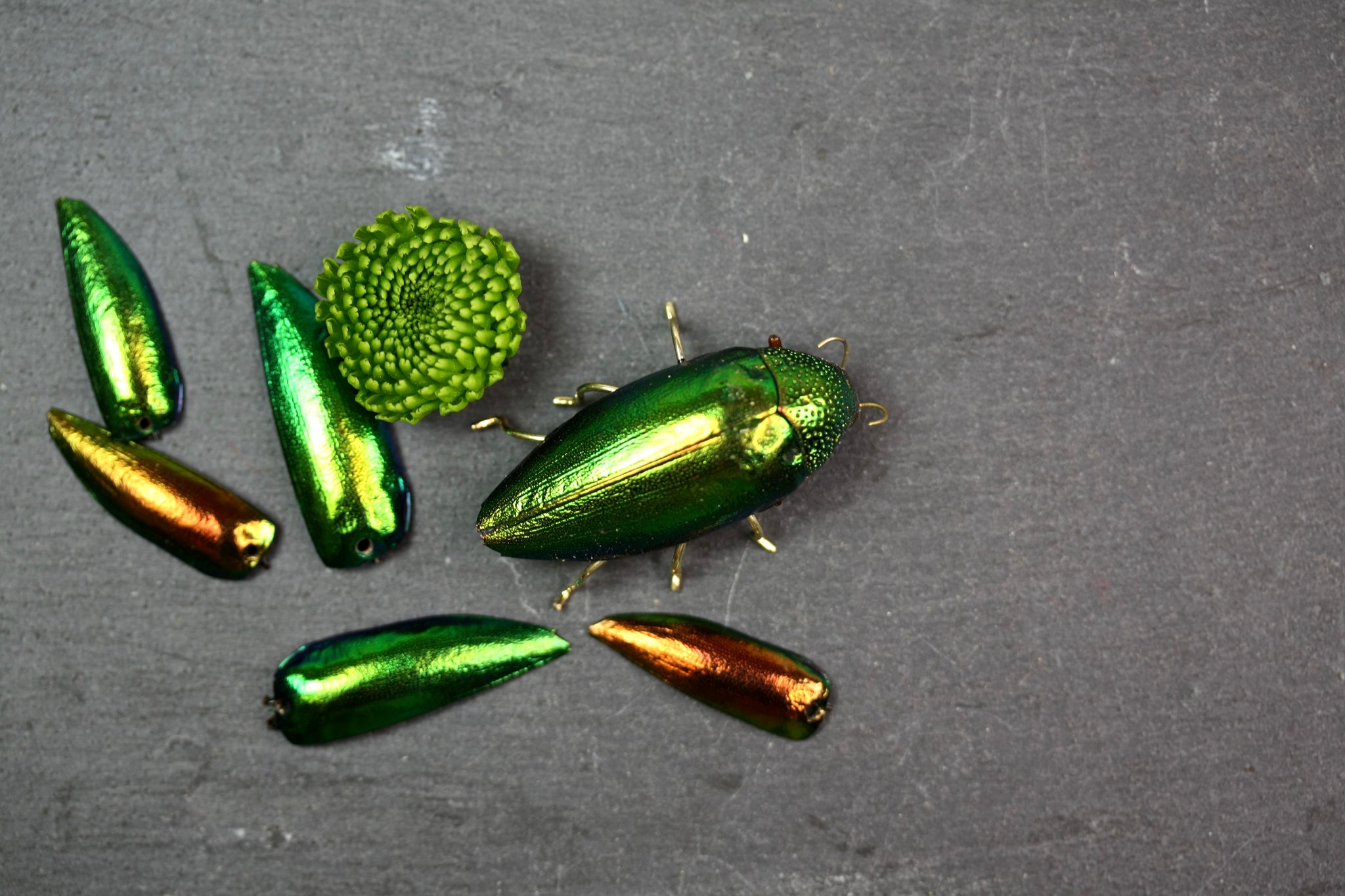 My beetle shells and how eating insects could save the world!