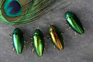 Beetle Brooch - Wholesale Amount