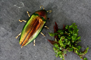 Beetle Brooch - red