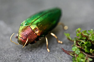 Beetle Brooch - red
