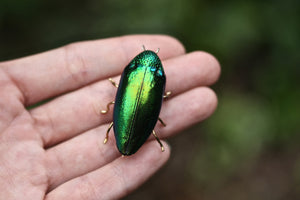 Beetle brooch - Green