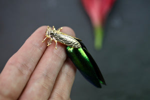 Beetle Earrings (with real beetle shells!)